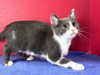 Domestic Short Hair Cats Available for Adoption in Hawk Point, Missouri - Hilary | PetCurious