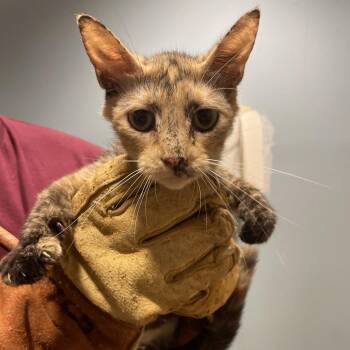 Rune -  Domestic Medium Hair Cat for Adoption in Chattanooga, Tennessee - Rune | PetCurious