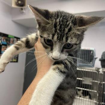 Dormouse -  Domestic Short Hair Cat for Adoption in Port Charlotte, Florida - Dormouse | PetCurious