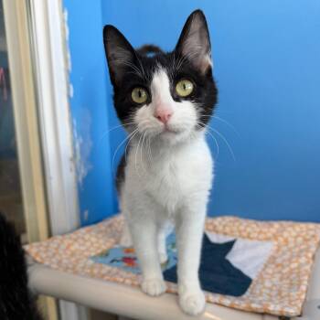 Domestic Short Hair Cats Available for Adoption - Maxine | PetCurious