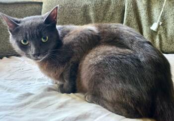 Emily & Fozzie -  Domestic Short Hair Cat for Adoption in The Dalles, Oregon - Emily & Fozzie | PetCurious