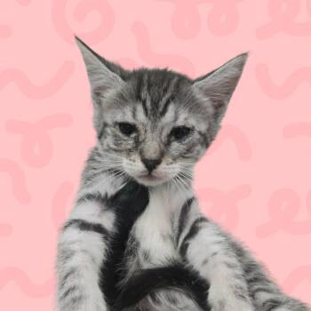 Nashville -  Domestic Short Hair Cat for Adoption in Reno, Nevada - Nashville | PetCurious