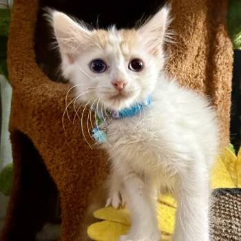 Domestic Short Hair Cats Available for Adoption in San Antonio, Texas - Spec | PetCurious