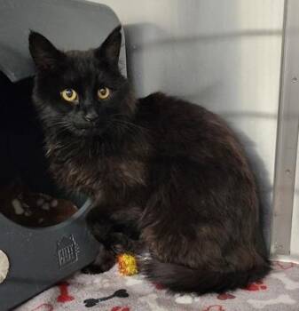 Spaghetti -  Domestic Long Hair Cat for Adoption in Butte, Montana - Spaghetti | PetCurious