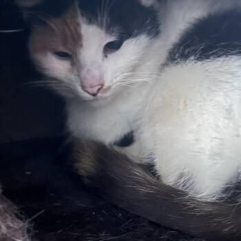 Calico Cats Available for Adoption - Amelia | PetCurious