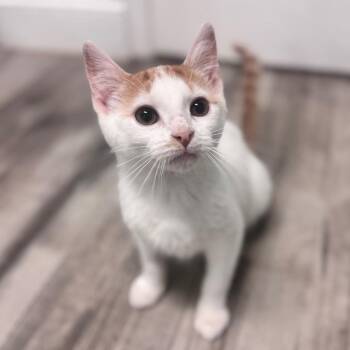 Gregory -  Domestic Short Hair Cat for Adoption in Brownsboro, Alabama - Gregory | PetCurious