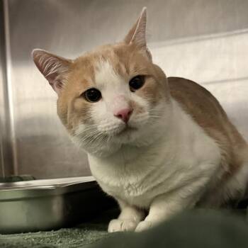 Domestic Medium Hair Cats Available for Adoption in Murray, Utah - Chikku | PetCurious