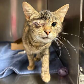 Rescue Domestic Short Hair Cats for Adoption in Springfield, Illinois - Popcorn | PetCurious