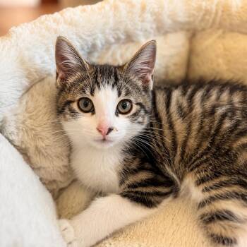 Calculus -  Domestic Short Hair Cat for Adoption in Pontiac, Michigan - Calculus | PetCurious