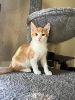 Rescue Domestic Short Hair Cats for Adoption in Davis, California - Walnut | PetCurious