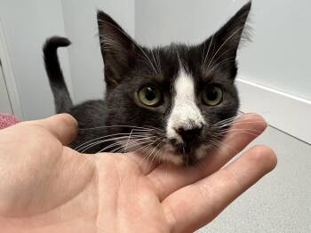 Rescue Domestic Short Hair Cats for Adoption in Gaithersburg, Maryland - Alfred | PetCurious