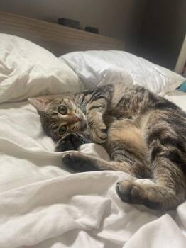 Domestic Short Hair Cats Available for Adoption - Rain | PetCurious