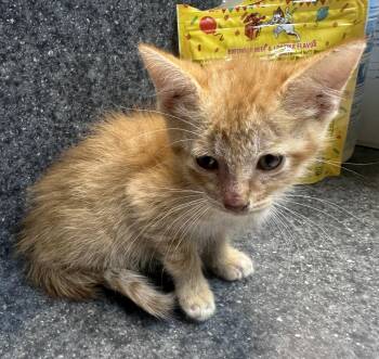 Alex -  Domestic Short Hair Cat for Adoption in Dyersburg, Tennessee - Alex | PetCurious