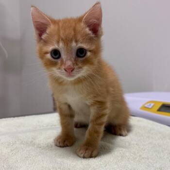 Blubbo -  Domestic Short Hair Cat for Adoption in York, Pennsylvania - Blubbo | PetCurious