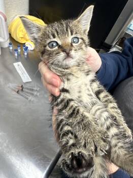 Rescue Domestic Short Hair Cats for Adoption in Pomona, New York - Tyler | PetCurious