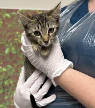 Leah -  Domestic Short Hair Cat for Adoption in San Antonio, Texas - Leah | PetCurious