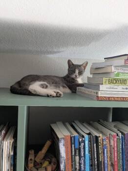 Neptune -  Domestic Short Hair Cat for Adoption in Fort Collins, Colorado - Neptune | PetCurious