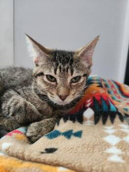 Circle -  Domestic Short Hair Cat for Adoption in Grand Rapids, Michigan - Circle | PetCurious