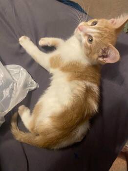 Kevin (Thor) -  Domestic Short Hair Cat for Adoption in Johnson City, Tennessee - Kevin (Thor) | PetCurious