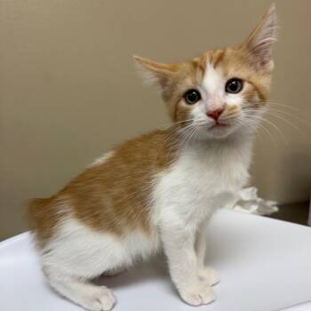 Percy -  Domestic Short Hair Cat for Adoption in Birmingham, Alabama - Percy | PetCurious