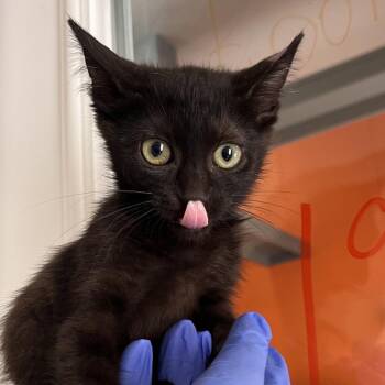 Spark -  Domestic Short Hair Cat for Adoption in Kanab, Utah - Spark | PetCurious