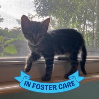 Domestic Short Hair Cats Available for Adoption in Tallahassee, Florida - ARTEMIS | PetCurious
