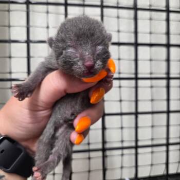 Nutmeg -  Domestic Short Hair Cat for Adoption in North Battleford, Saskatchewan - Nutmeg | PetCurious