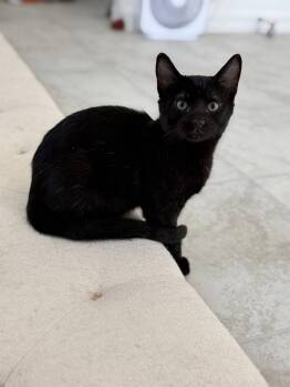 Christiano -  Domestic Short Hair Cat for Adoption in Phoenix, Arizona - Christiano | PetCurious