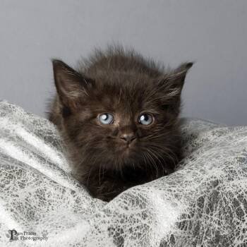 Toby -  Domestic Short Hair Cat for Adoption in Maryville, Tennessee - Toby | PetCurious