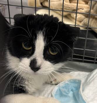 Rescue Domestic Short Hair Cats for Adoption in Golden, Colorado - Cinco | PetCurious