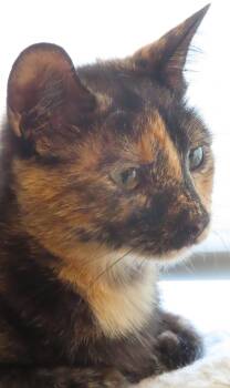 Stacy -  Domestic Short Hair Cat for Adoption in Phoenix, Arizona - Stacy | PetCurious