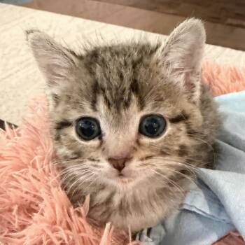 Rescue Domestic Short Hair Cats for Adoption in Huntsville, Alabama - Merlin | PetCurious