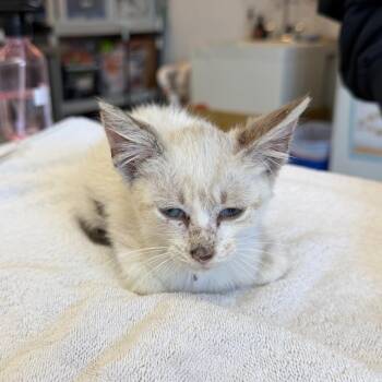 Terrifier Clown 33 -  Siamese Cat for Adoption in Austin, Texas - Terrifier Clown 33 | PetCurious