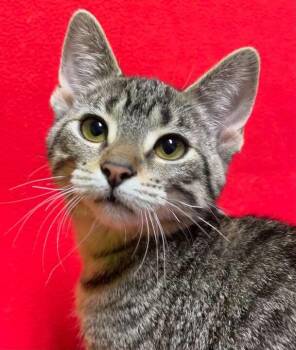 Domestic Short Hair Cats Available for Adoption in Jackson, Michigan - Merlin | PetCurious
