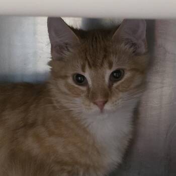 Cocktail -  Domestic Short Hair Cat for Adoption in Kennebunk, Maine - Cocktail | PetCurious