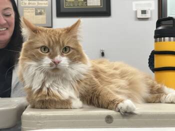 Rescue Maine Coon Cats for Adoption in Frankfort, Kentucky - Biscuit 5654 C | PetCurious