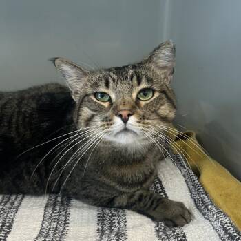 Max -  Domestic Short Hair Cat Available for Adoption in Saint Charles, Missouri - Max | PetCurious