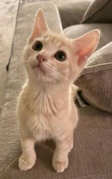 Nick 3 -  Domestic Short Hair Cat Available for Adoption in Tucson, Arizona - Nick 3 | PetCurious