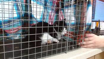 Rescue Domestic Short Hair Cats for Adoption in Louisville, Kentucky - A788744 | PetCurious