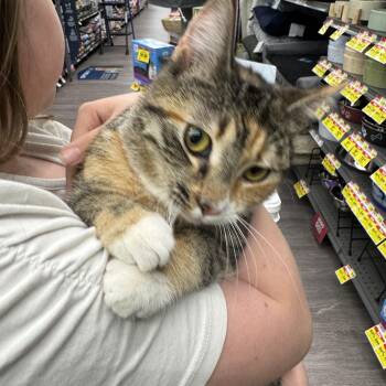 Domestic Short Hair Cats Available for Adoption in Powdersville, South Carolina - Dippy | PetCurious