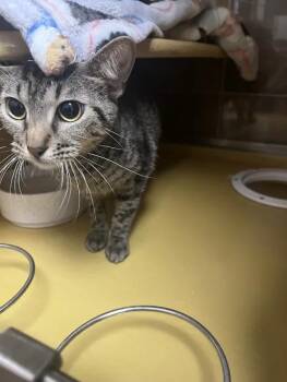 Bambi -  Domestic Short Hair Cat for Adoption in Fort Collins, Colorado - Bambi | PetCurious