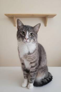 Domestic Medium Hair Cats Available for Adoption - Ni-Kia | PetCurious