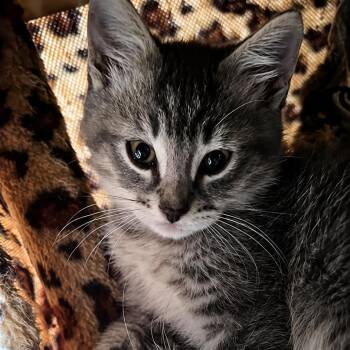 20260624-A3 T-Cup -  Domestic Short Hair Cat for Adoption in Chehalis, Washington - 20260624-A3 T-Cup | PetCurious