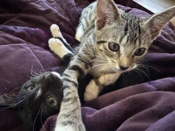 Bubbles -  Domestic Short Hair Cat for Adoption in Roseville, California - Bubbles | PetCurious