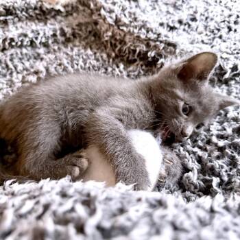 Russian Blue Cats Available for Adoption in Austin, Texas - Rye Avocato Toast 2 | PetCurious