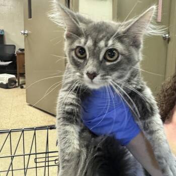 Morticia -  Domestic Medium Hair Cat for Adoption in Birmingham, Alabama - Morticia | PetCurious