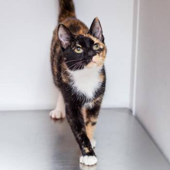 Domestic Short Hair Cats Available for Adoption in Hattiesburg, Mississippi - Aroma Therapy | PetCurious
