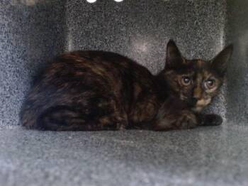 A605023 -  Domestic Short Hair Cat for Adoption in Orlando, Florida - A605023 | PetCurious