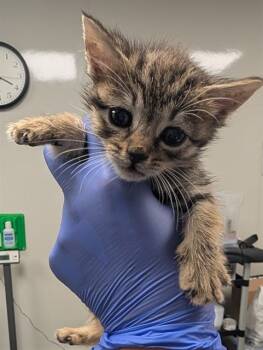 Rescue Domestic Short Hair Cats for Adoption in Ontario, California - DOODLE- IN FOSTER | PetCurious