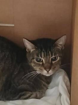 Domestic Short Hair Cats Available for Adoption in Largo, Florida - Violet | PetCurious